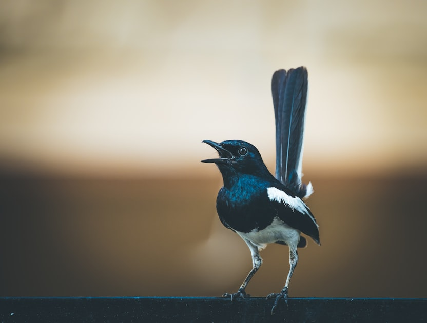 The Joy of Birdwatching