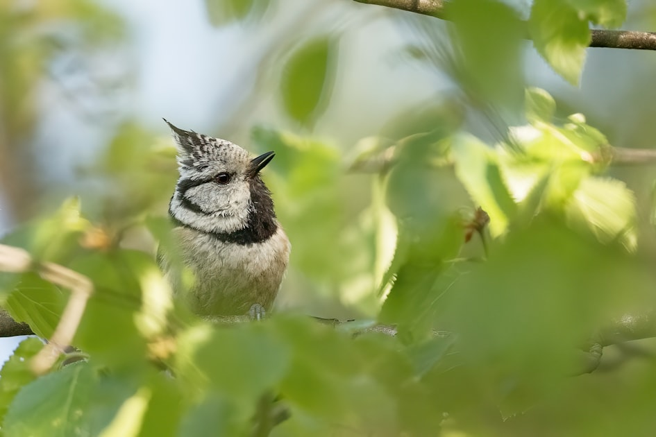 Birding Challenges for Everyone