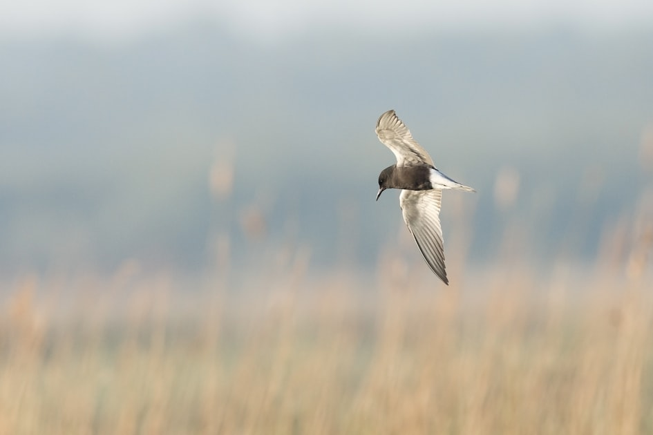 Understanding Bird Behavior