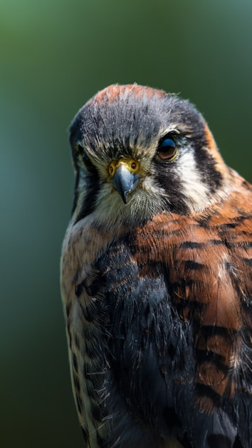 Explore Bird Habitats