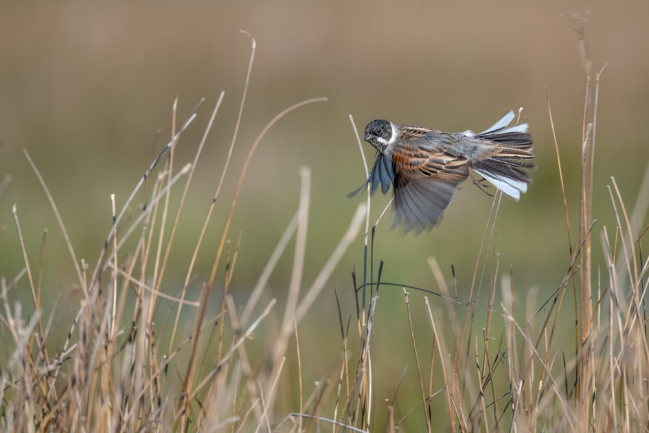 Unlocking Birding Skills
